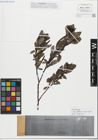 Foto von Salix glabra Scop. x Salix myrsinifolia Salisb.